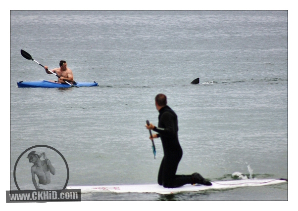Great White Shark Follows Cape Cod Kayaker, Walter Szulc Jr