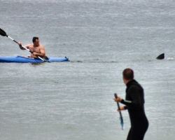 Great White Shark Bumps Cape Cod Kayaker, Walter Szulc, But No Attack