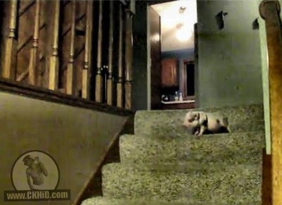 Hamlet The Mini Pig Goes Down The Stairs