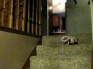 Hamlet The Mini Pig Goes Down The Stairs